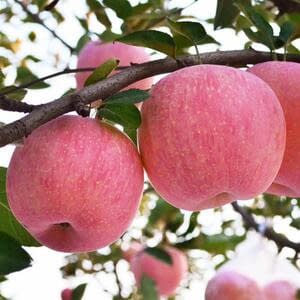 Особенности выращивания плодовых культур в садах «Сад-Гигант Ингушетия»