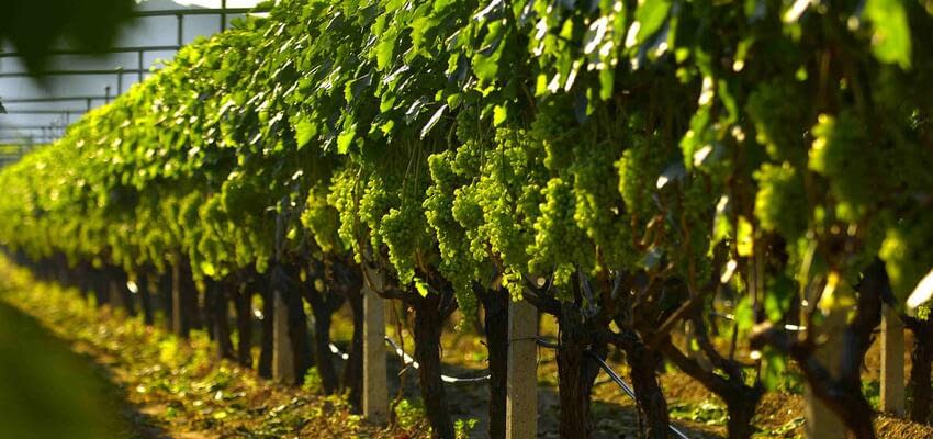 Ученые нашли решение для защиты элитных сортов винограда от опаснейших болезней