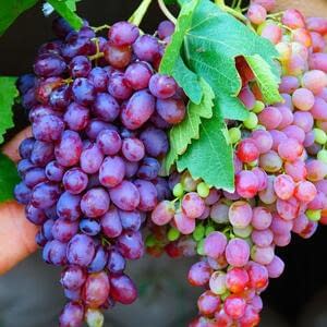 Смена российского лидера по производству винограда