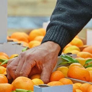 В Молдове растет ценник на цитрусовые