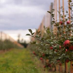 Основные риски и распространенные ошибки при закладке яблоневого сада интенсивного типа
