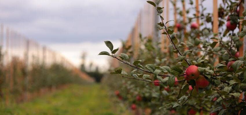 Основные риски и распространенные ошибки при закладке яблоневого сада интенсивного типа