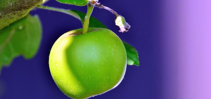 Правильный прикорм – залог здоровья яблонь и высокой урожайности
