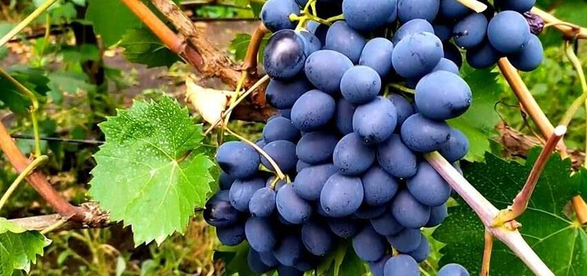 Экспортеры и виноградари Молдовы делятся секретами успеха