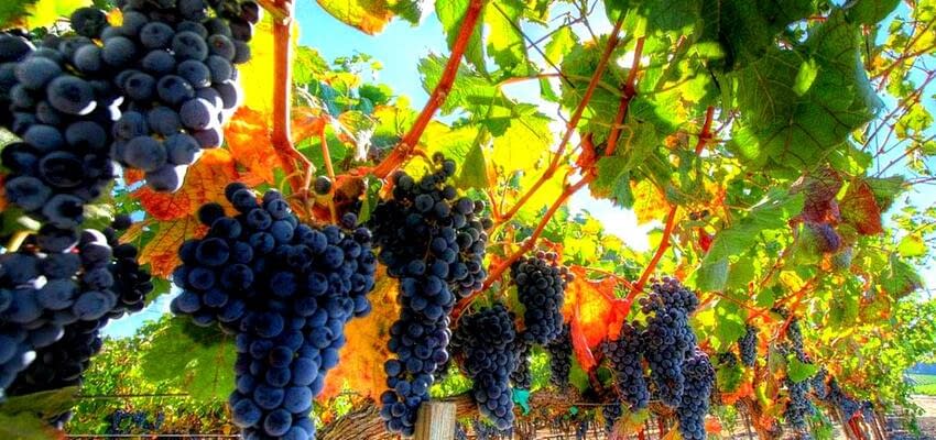 Внесение дополнений в реестр виноградных насаждений