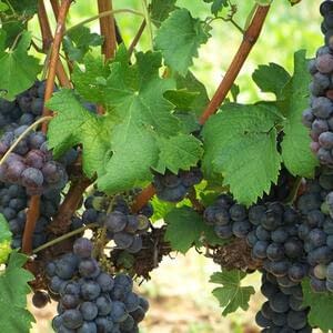 Возрождение древних сортов винограда в Крыму