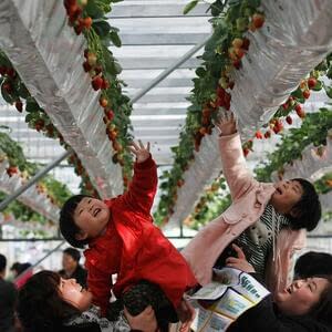 Производство садовой земляники в Японии: путь восстановления