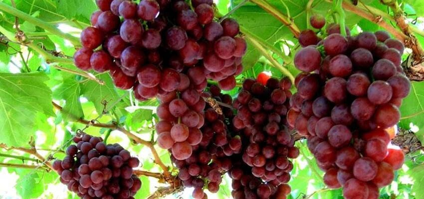 Новое поколение потребителей предпочитает органический виноград в эко-упаковке