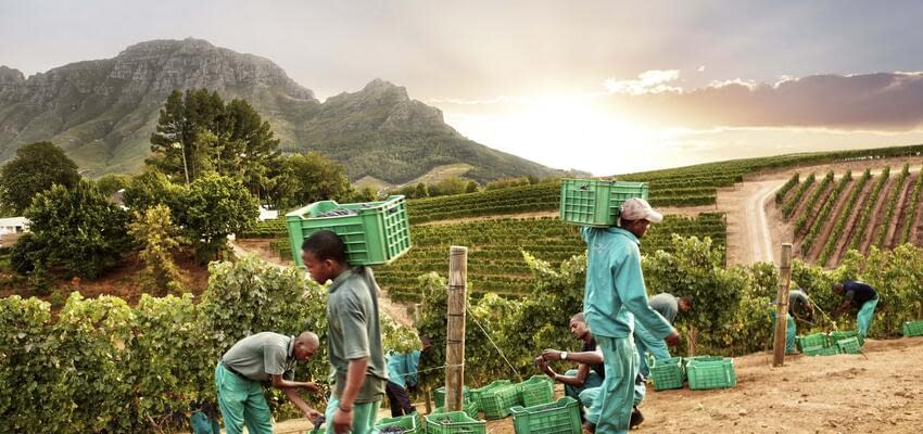 Трудности экспорта южноафриканского винограда столового на рынке КНР