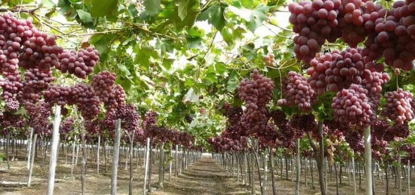 Производители столового винограда из Таджикистана ищут новые рынки сбыта