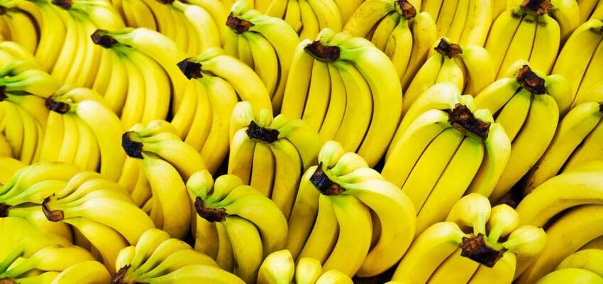 Китайским бананам больше не страшна панамская болезнь