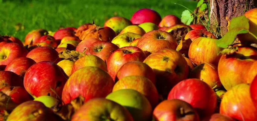 В Грузии государство помогает фермерам реализовывать нестандартные яблоки