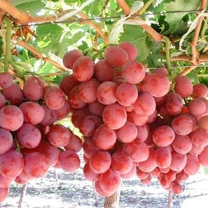 Заниженные прогнозы по урожаю столового винограда в ЮАР не оправдались