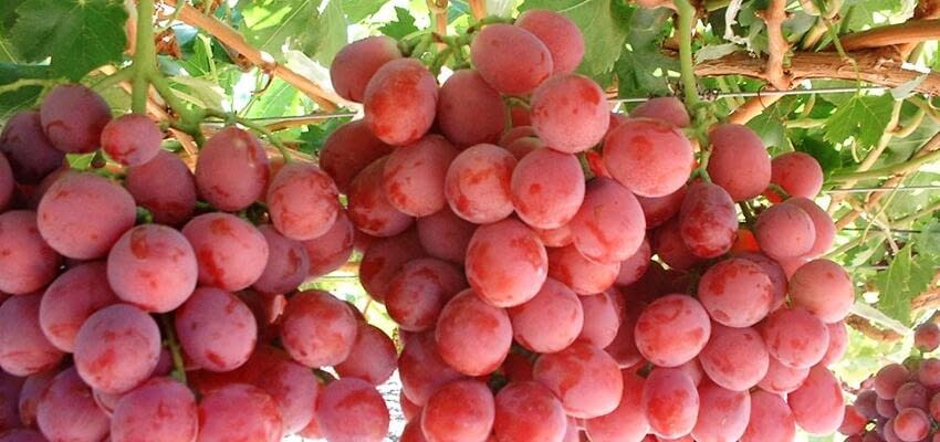 Заниженные прогнозы по урожаю столового винограда в ЮАР не оправдались
