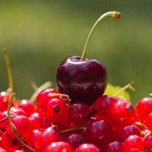 Украина входит в тройку лидеров по производству вишни и смородины