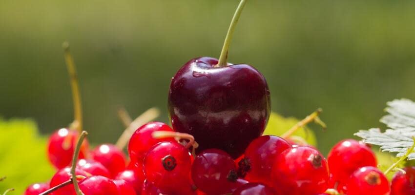 Украина входит в тройку лидеров по производству вишни и смородины