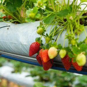 Компостный чай и фруктовая известь - эффективная органика для обработки земляники садовой