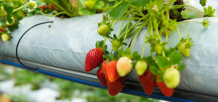 Компостный чай и фруктовая известь - эффективная органика для обработки земляники садовой