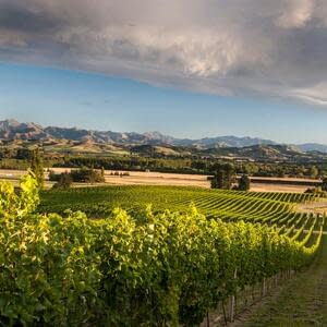 Экспорт вина из Новой Зеландии в Россию увеличился почти в три раза
