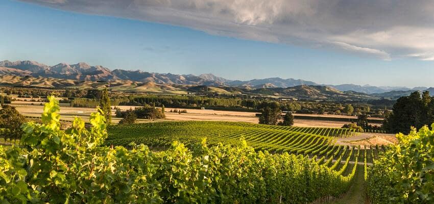 Экспорт вина из Новой Зеландии в Россию увеличился почти в три раза