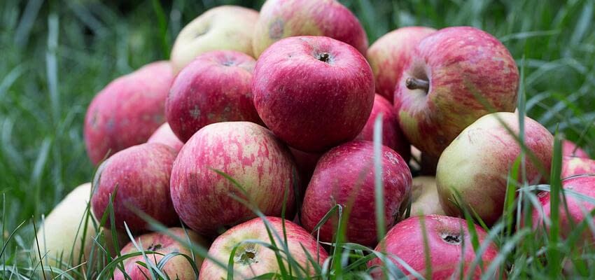 Яблони – катализатор, происходящих изменений в климате