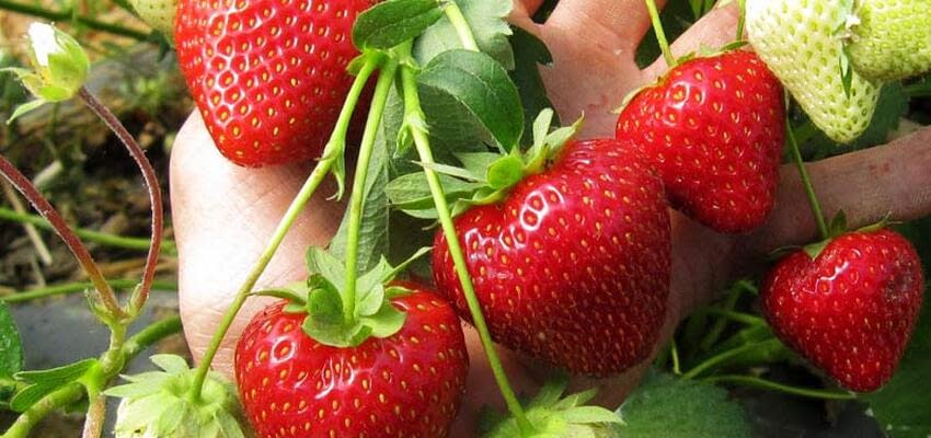 Особенности выращивания ягод в «Эко Берри»