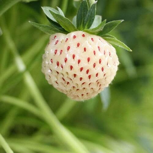 Пайнберри (Pineberry)