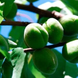 Первый фрукт нового урожая в Узбекистане вызвал немало вопросов