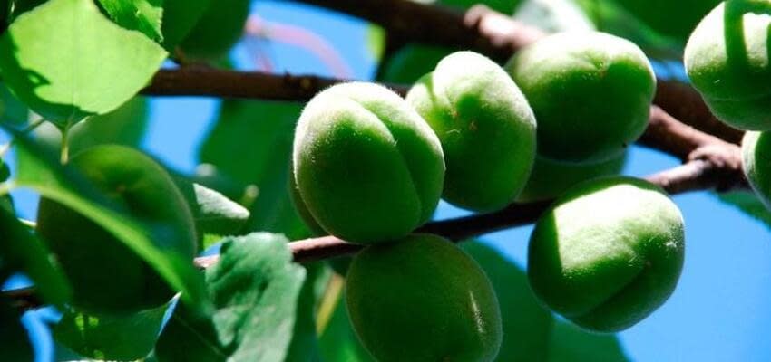 Первый фрукт нового урожая в Узбекистане вызвал немало вопросов