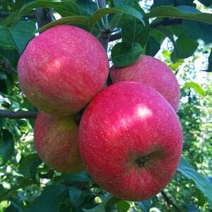 Повышение цен на яблоки в связи с истощением запасов некоторых сортов