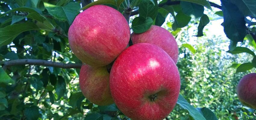 Повышение цен на яблоки в связи с истощением запасов некоторых сортов
