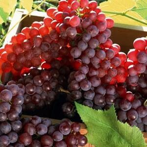 Дагестан – лидер по производству столового винограда в России