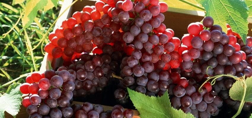 Дагестан – лидер по производству столового винограда в России