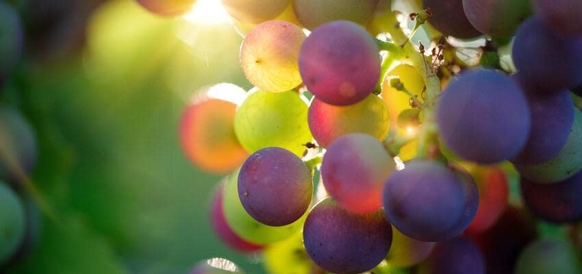 В нынешнем сезоне производство столового винограда во всём мире превысило 24 млн тонн