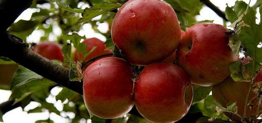 Удешевление молдавских яблок