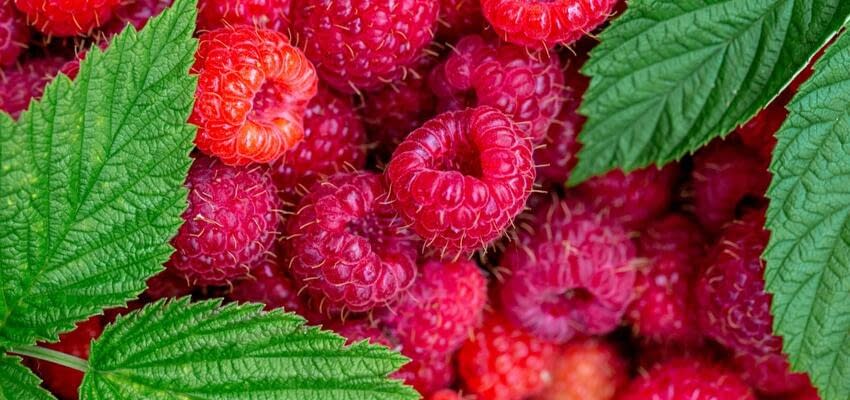 Сербские производители малины назвали закупочные цены на ягоды