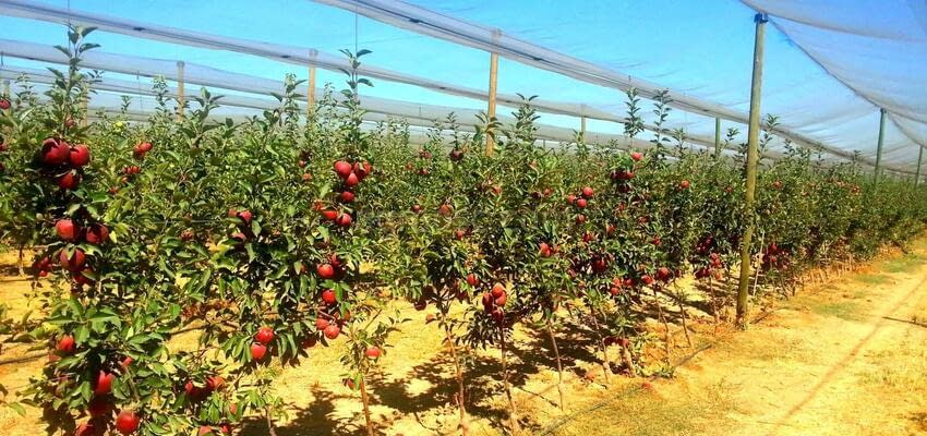 Казахские яблоки, выращенные по итальянской технологии