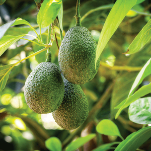 Начало экспортного сезона авокадо в Кении
