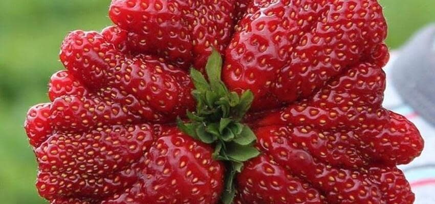 В Израиле фермеры вырастили ягоду, которая может попасть в Книгу рекордов Гиннеса