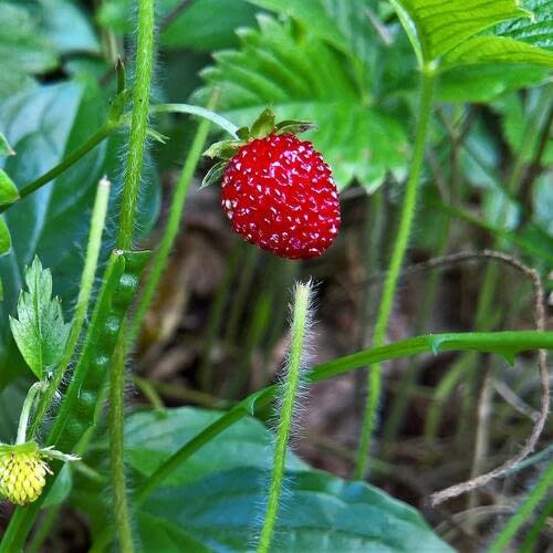 Мускатная Розеа (Rosea)