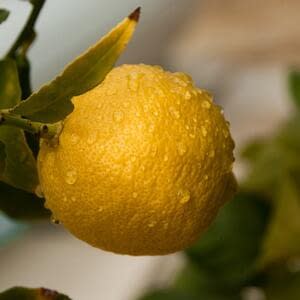 Увеличился спрос на турецкие лимоны