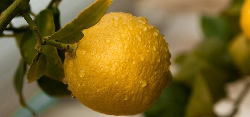 Увеличился спрос на турецкие лимоны