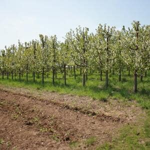 Увеличение плодовых садов интенсивного типа в Астраханской области
