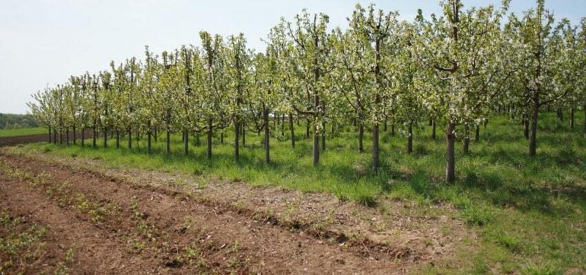 Увеличение плодовых садов интенсивного типа в Астраханской области