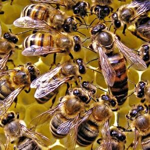Разведение пчел по новым правилам