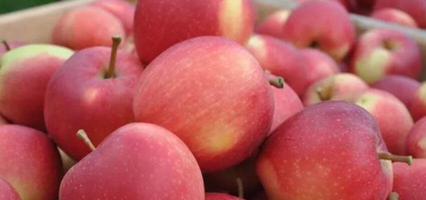 Крымские аграрии собрали обильный урожай яблок