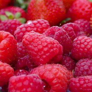 В Липецкой области планируется увеличить производство ягод