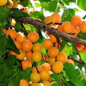 Почему в Грузии подорожают абрикосы