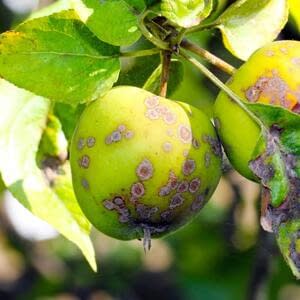 Как избежать болезней плодово-ягодных культур