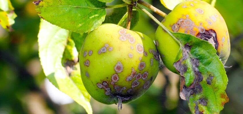 Как избежать болезней плодово-ягодных культур
